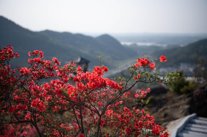 湖北浠水：人間芳菲盛 杜鵑花開迎客來