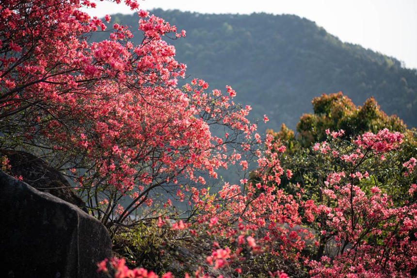 湖北浠水：人間芳菲盛 杜鵑花開迎客來