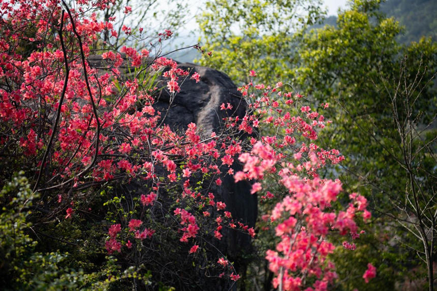 湖北浠水：人間芳菲盛 杜鵑花開迎客來