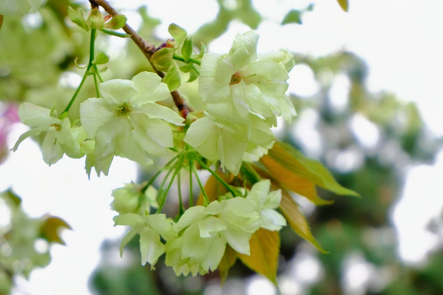 Cherry Blossoms at the Millenary Temple in Yanta District, Xi'an City_fororder_图片4