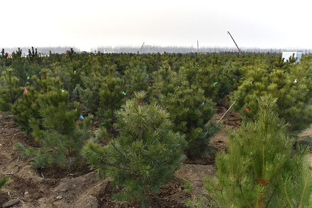 Ngayong araw sa kasaysayan: Abril 1, ipinasiya ng Tsina na itatag ang Xiong’an New Area sa probinsyang Hebei_fororder_20220401xiongan8640