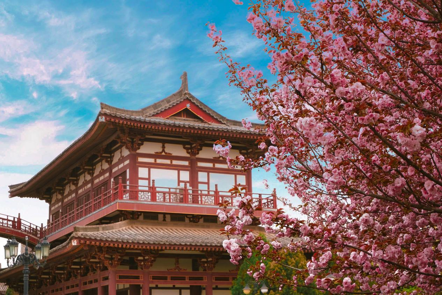 Расцветает сакура в тысячелетнем храме района Яньта города Сиань_fororder_圖片1