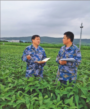 黑龍江省農業科學院牡丹江分院大豆研究所所長王燕平9年培育大豆新品種20個