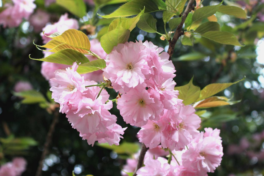 西安市雁塔区、桜満開の千年の古寺_fororder_图片9