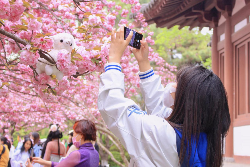 Cherry Blossoms at the Millenary Temple in Yanta District, Xi'an City_fororder_圖片5