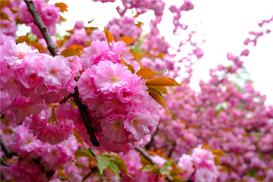 Cherry Blossoms at the Millenary Temple in Yanta District, Xi'an City_fororder_图片3