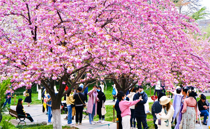 Cherry Blossoms at the Millenary Temple in Yanta District, Xi'an City_fororder_图片6