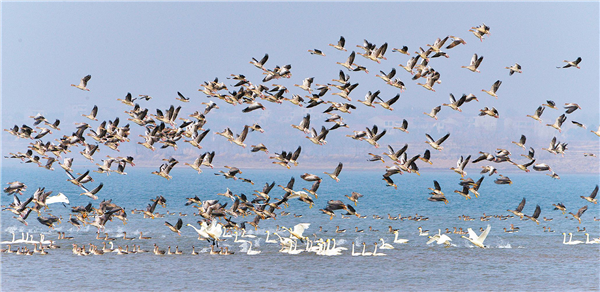 2022年越冬水鳥調查結果出爐  92種77萬餘只水鳥 在湖北過冬_fororder_01