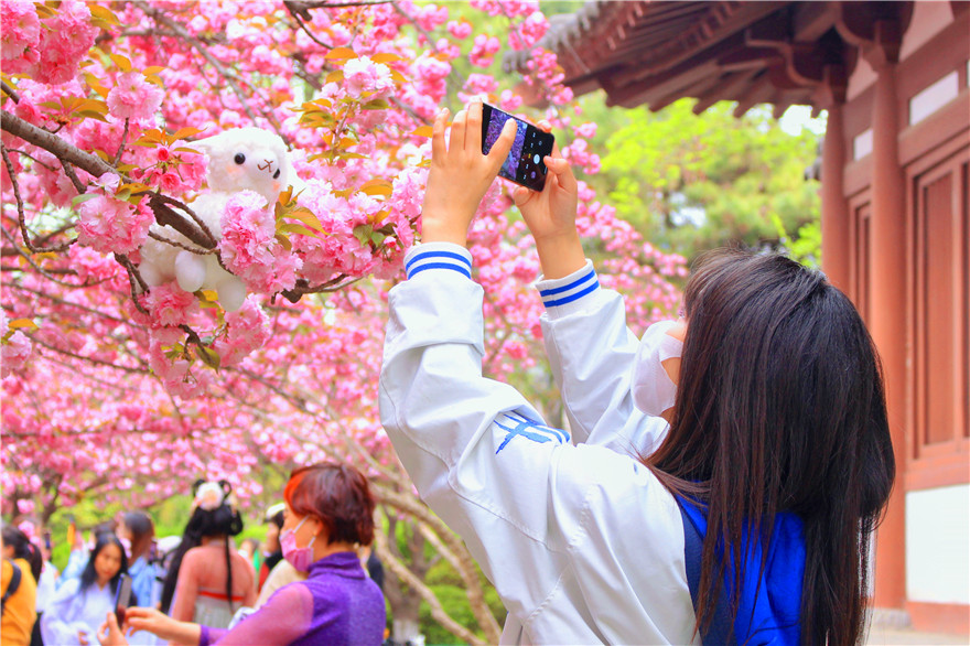 Расцветает сакура в тысячелетнем храме района Яньта города Сиань_fororder_图片4