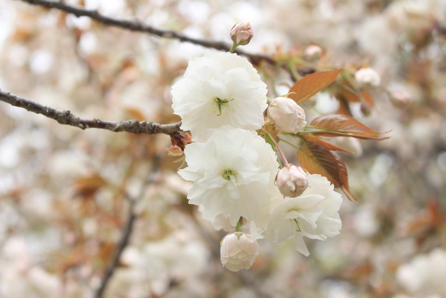 西安市雁塔区、桜満開の千年の古寺_fororder_图片7