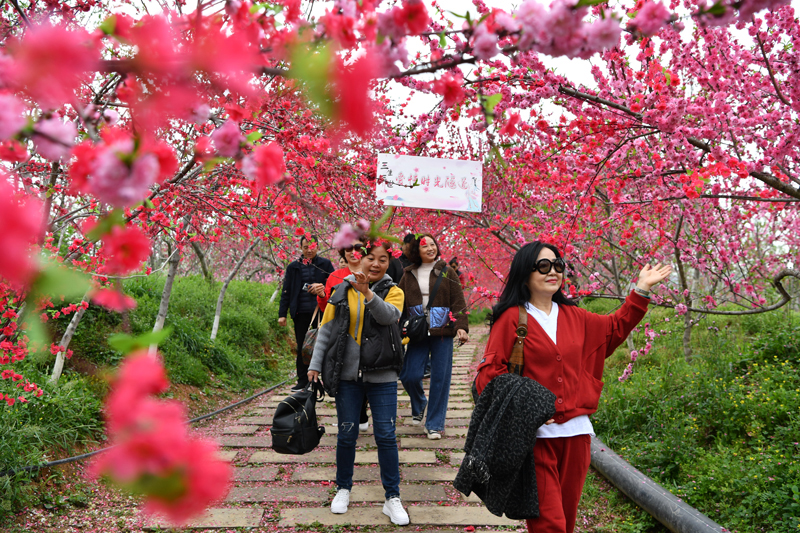 Cangxi, Guangyuan, Sichuan: Peach Blossoms All over the Mountains ...