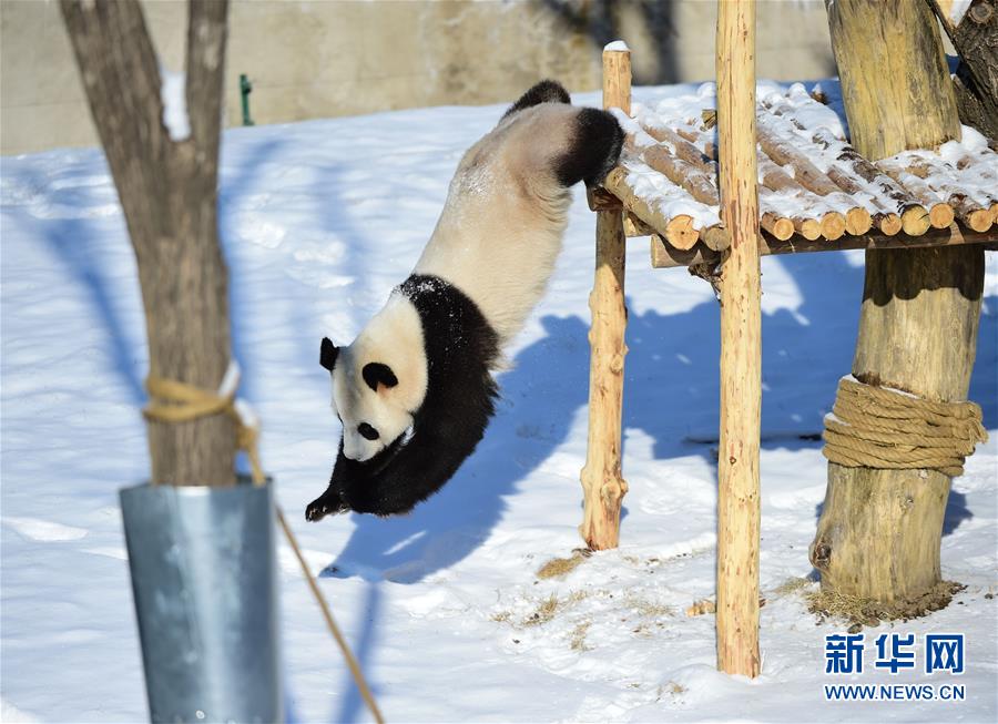 辽宁沈阳：“功夫熊猫”雪中显身手