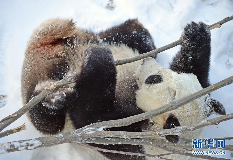 辽宁沈阳：“功夫熊猫”雪中显身手