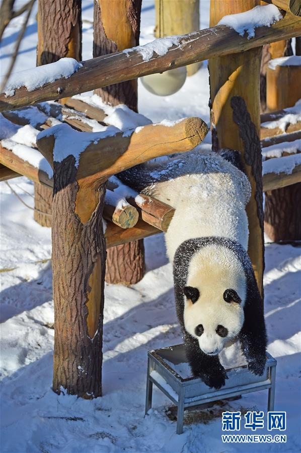 辽宁沈阳：“功夫熊猫”雪中显身手