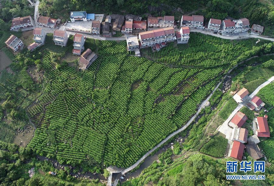陕西安康：绿色经济迈阔步 生态发展后劲足