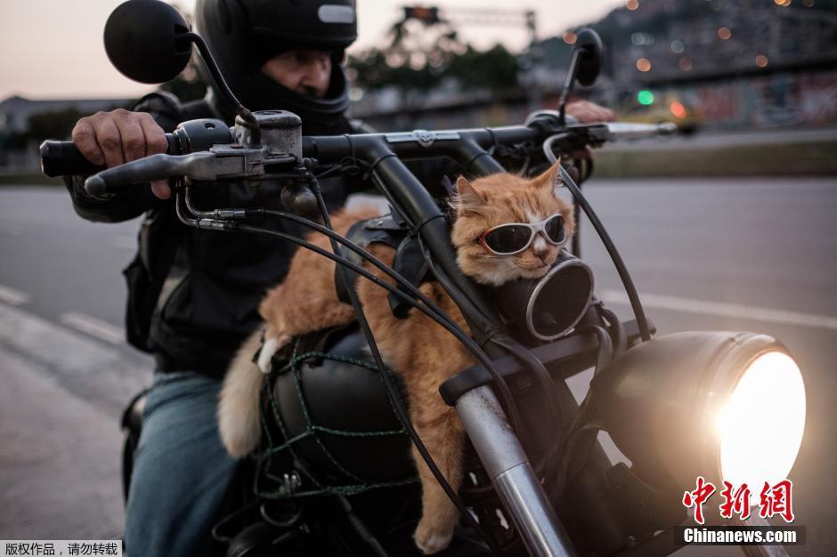 巴西12歲貓咪與主人騎摩托出行 戴墨鏡扮酷