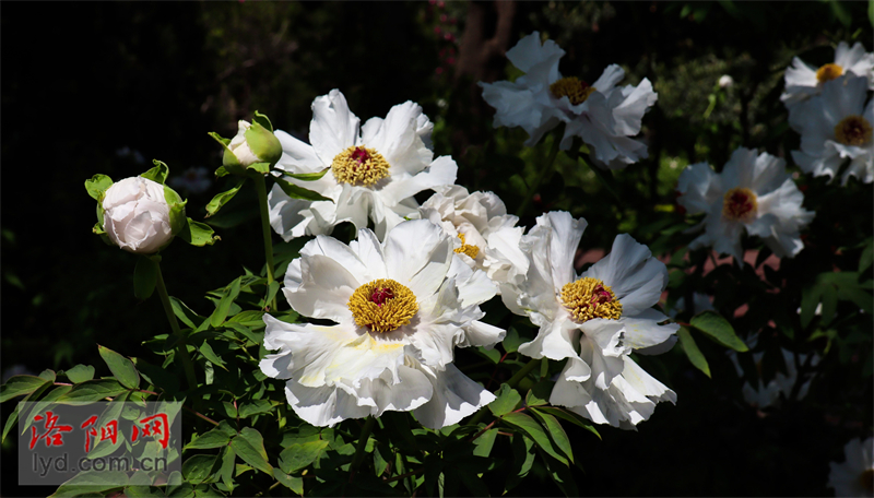 中國國花園：鳳丹牡丹成片開