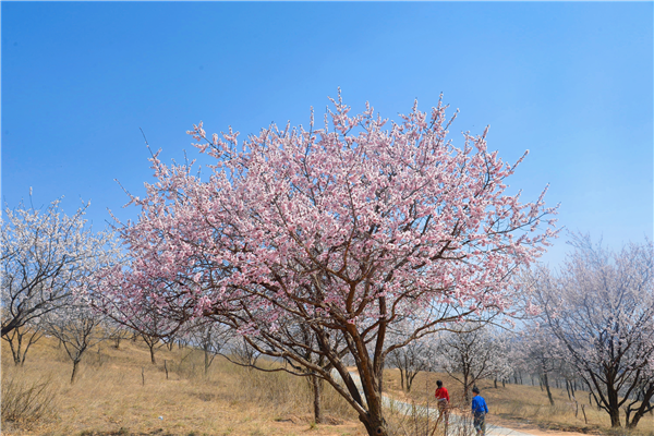 【與春天撞個滿懷 打卡最美春景】榆林靖邊：春光正好賞杏花_fororder_圖片2