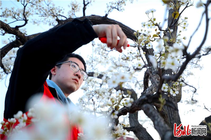 河北隆尧：阳春三月疏花忙