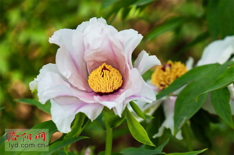 中國國花園：鳳丹牡丹成片開