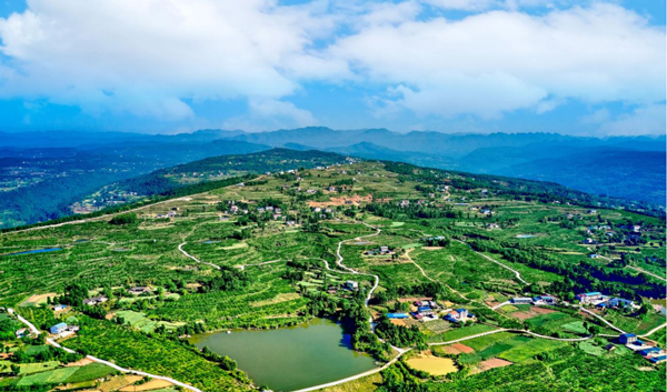 东宝镇新梁村柑橘产业园区截至目前,剑阁县累计建成"强村公司"等12个