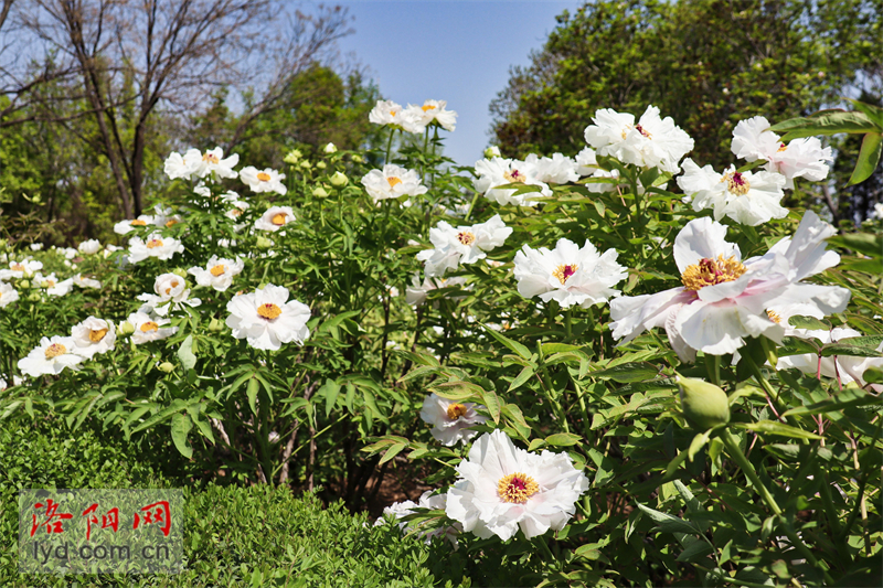 中國國花園：鳳丹牡丹成片開