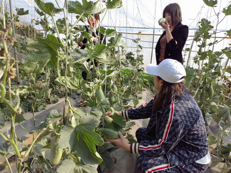 榆林市靖邊縣：頭茬吊瓜上市“補位”水果淡季_fororder_微信圖片_20220406112123