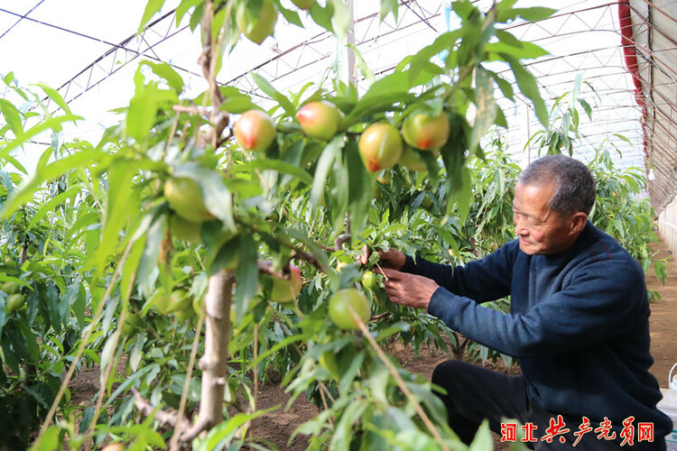 河北迁安：油桃满枝富农家