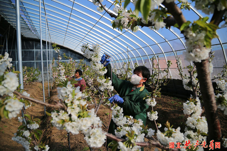 河北迁安：樱桃花开管护忙