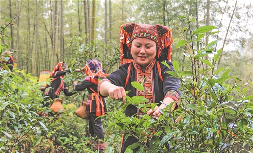 廣西：瑤鄉古樹茶 清明又飄香