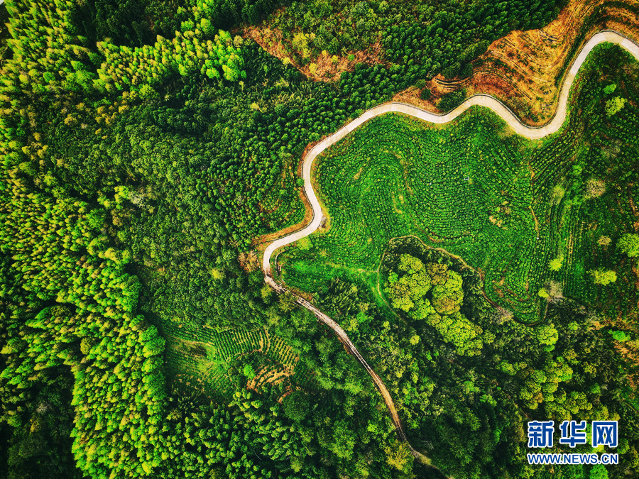 皖南茶飘香 春日采摘忙