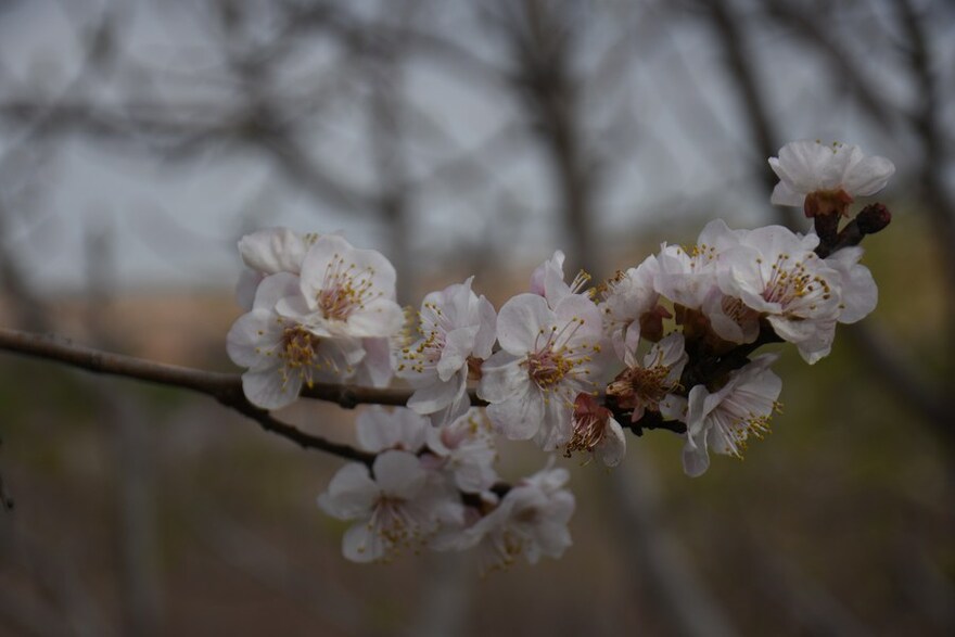 Asia Album: Almond Blossoms Herald Arrival of Spring in Afghanistan