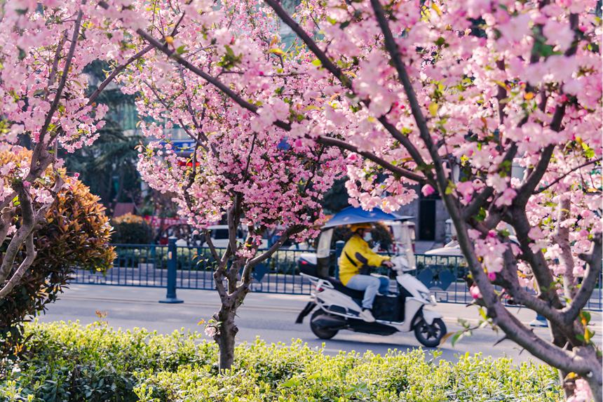 河南汝阳：繁花似锦满眼春