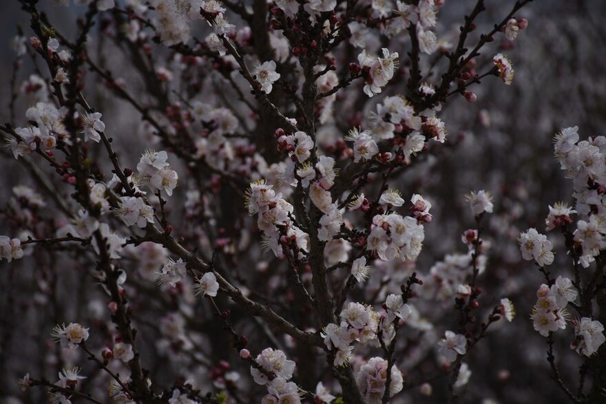 Asia Album: Almond Blossoms Herald Arrival of Spring in Afghanistan