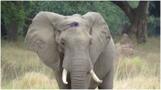 津巴布韦一头大象子弹在头部留存数周后终获救(图)