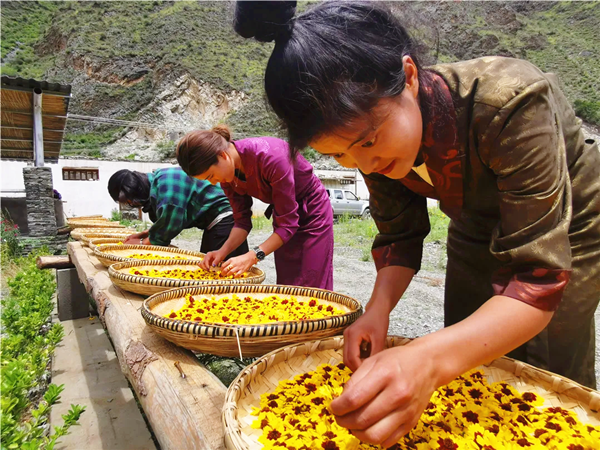 甘孜州稻城县:高原雪菊开出"致富花"