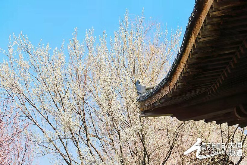 桃花始盛开！古城大同春意盎然