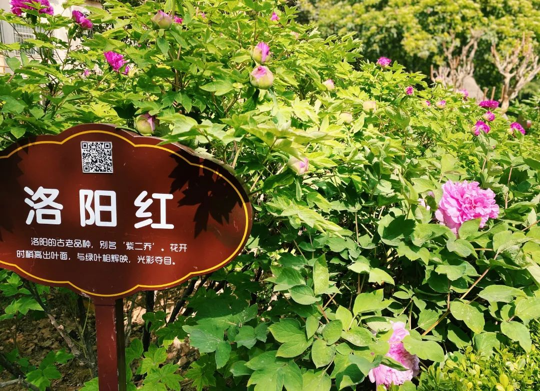 Luoyang Shines with Romance of Blooming Spring Blossoms！_fororder_图片5