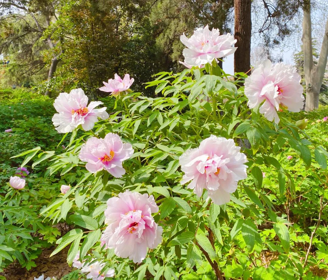 Luoyang Shines with Romance of Blooming Spring Blossoms！_fororder_图片6