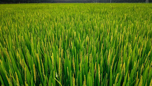 水稻如何科学施肥？“供销笔记”有答案！_fororder_src=http___photo.tuchong.com_7914763_f_1145838928&refer=http___photo.tuchong.webp_副本