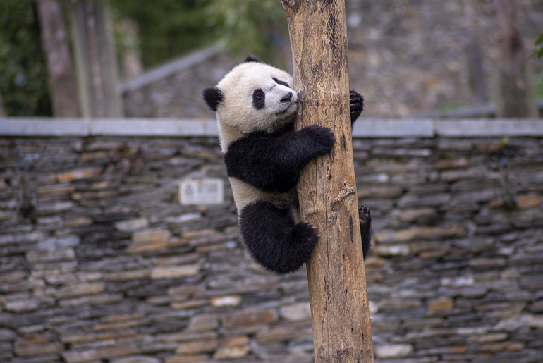 Nesli tükenmekte olan hayvanlara sahip çıkalım_fororder_panda1