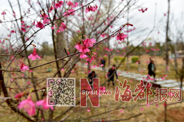 【高清图5】【滚动新闻】【地市 泉州】泉州首个樱花公园春节前开园迎客