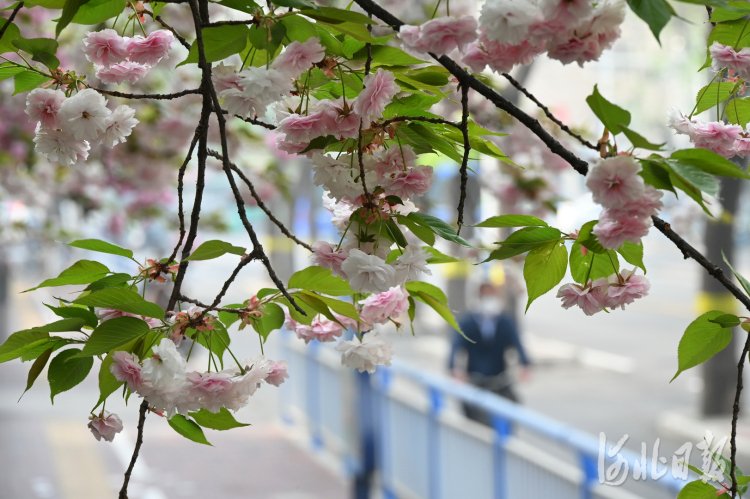 河北石家庄：加快花城建设