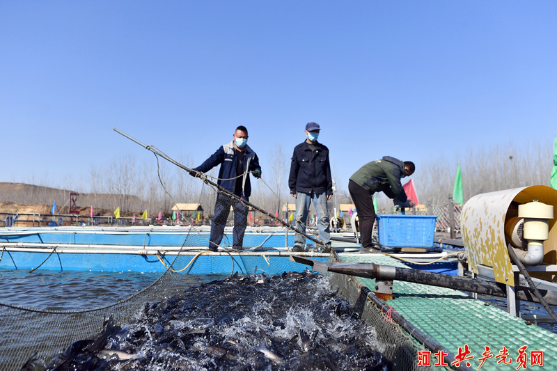 河北遷安：廢棄礦坑變魚塘 深水養魚收穫多