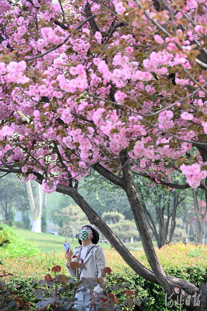 河北石家莊：加快花城建設