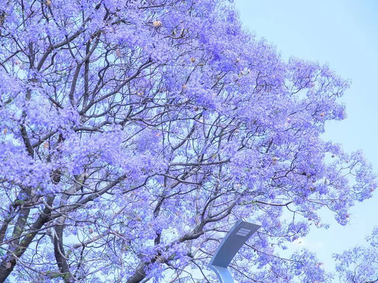 凉山西昌：蓝花楹灿烂盛开 梦幻美景入画来_fororder_蓝花楹美景2--摄影-吴芳