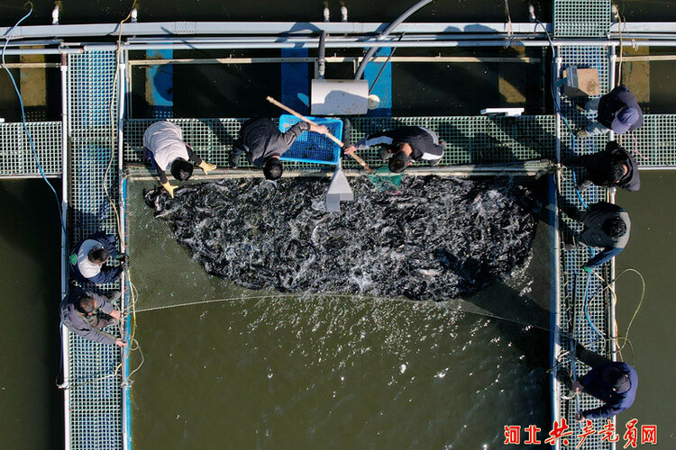 河北遷安：廢棄礦坑變魚塘 深水養魚收穫多