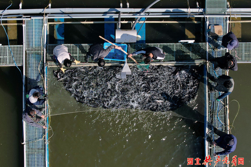 河北遷安：廢棄礦坑變魚塘 深水養魚收穫多