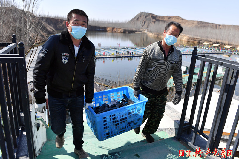 河北遷安：廢棄礦坑變魚塘 深水養魚收穫多