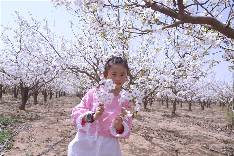 【与春天撞个满怀 打卡最美春景】陕西靖边：梨园春色醉游人_fororder_微信图片_20220411154409